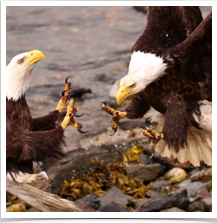 Bald Eagle - Fight